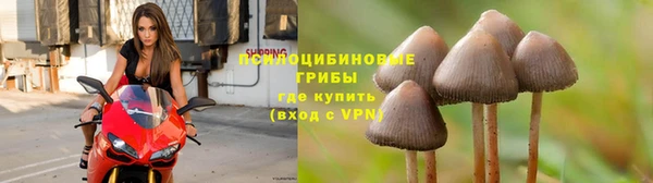 сатива Алзамай